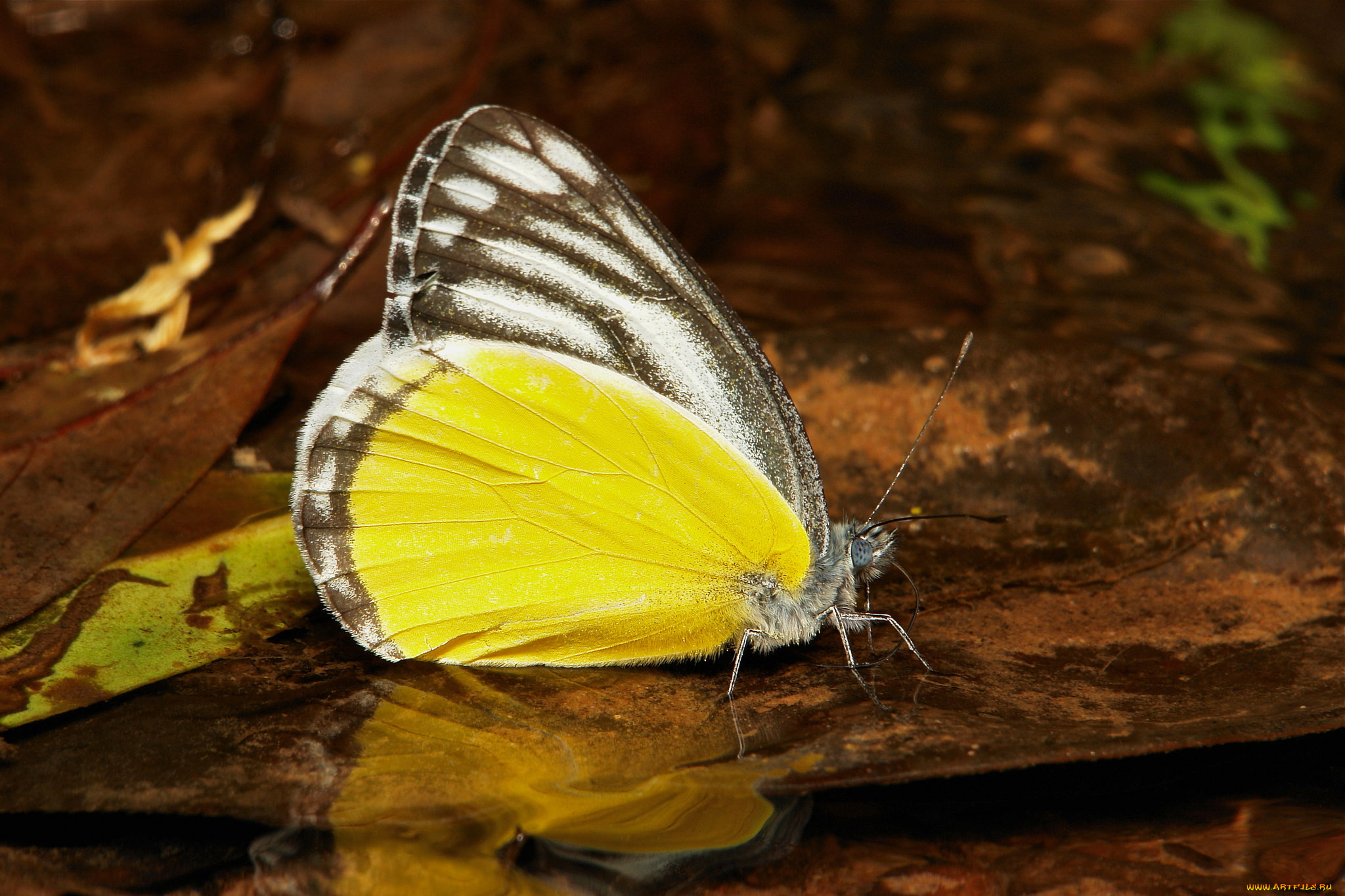 , ,  ,  , itchydogimages, , , , , 